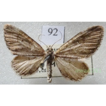 Eupithecia intricata (Zetterstedt, 1839) Czech92